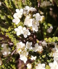 Lachnaea