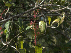 Barringtonia acutangula