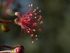 Barringtonia acutangula