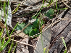 Pterostylis pedunculata