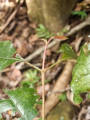 Pseudoweinmannia lachnocarpa