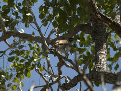 Philemon citreogularis