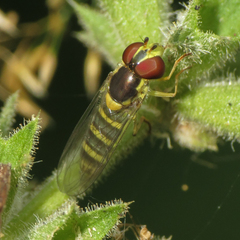 Fazia micrura