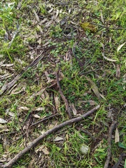 Pterostylis pedunculata