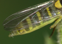 Fazia micrura