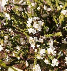 Lachnaea