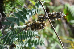 Oxytropis strobilacea