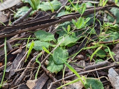 Pterostylis pedunculata