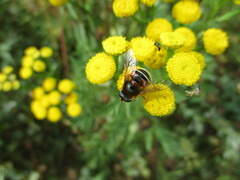 Eristalis cryptarum