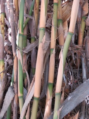 Bambusoideae