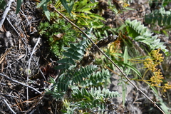 Oxytropis strobilacea