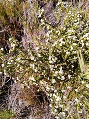 Lachnaea
