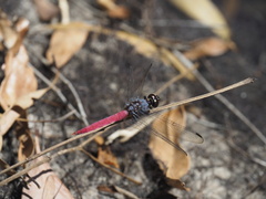 Orthetrum migratum