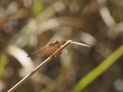 Neurothemis stigmatizans