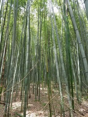 Phyllostachys