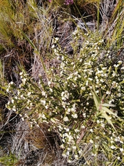 Lachnaea