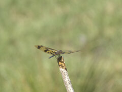 Rhyothemis graphiptera