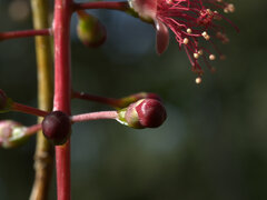 Barringtonia acutangula