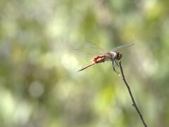 Tramea loewii