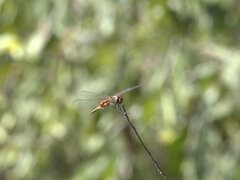 Tramea loewii