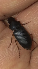 Pseudoophonus