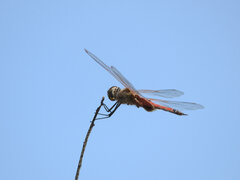 Tramea loewii