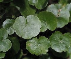 Hydrocotyle americana