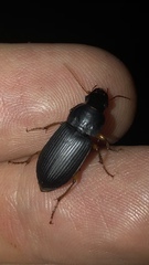 Pseudoophonus