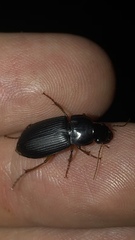 Pseudoophonus