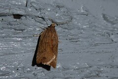 Planotortrix