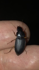 Pseudoophonus