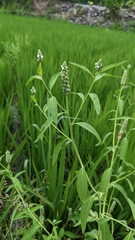 Sphenoclea zeylanica
