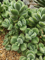 Cotyledon tomentosa