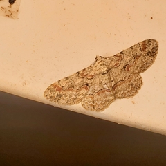 Iridopsis defectaria