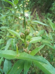Croton bonplandianus
