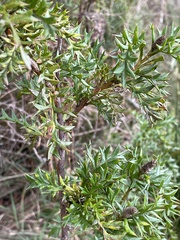 Grevillea acanthifolia
