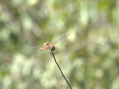 Tramea loewii