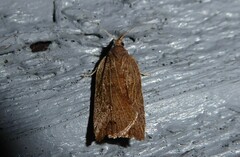 Planotortrix