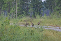 Antigone canadensis pulla