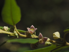 Boronia lanceolata