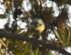 Aegithalos caudatus