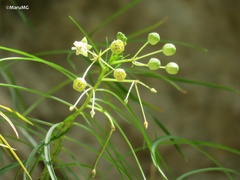 Asclepias coulteri
