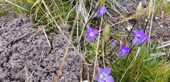 Gentianopsis holopetala