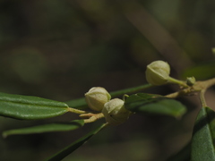 Boronia lanceolata