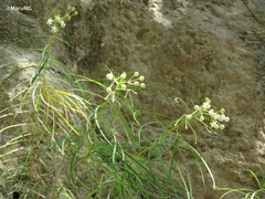 Asclepias coulteri