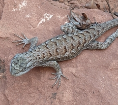 Sceloporus tristichus