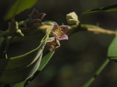 Boronia lanceolata