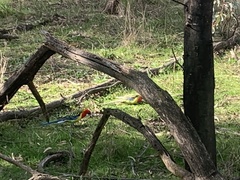Platycercus eximius