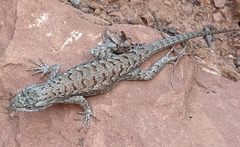Sceloporus tristichus