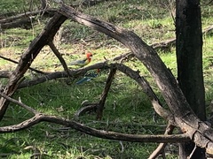 Platycercus eximius
